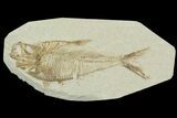 Detailed, Diplomystus Fossil Fish - Wyoming #92886-1